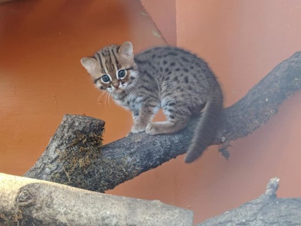 Как выглядят редкие котята ржавой кошки, самой маленькой дикой породы кошачьих