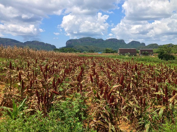 Viñales, Cuba