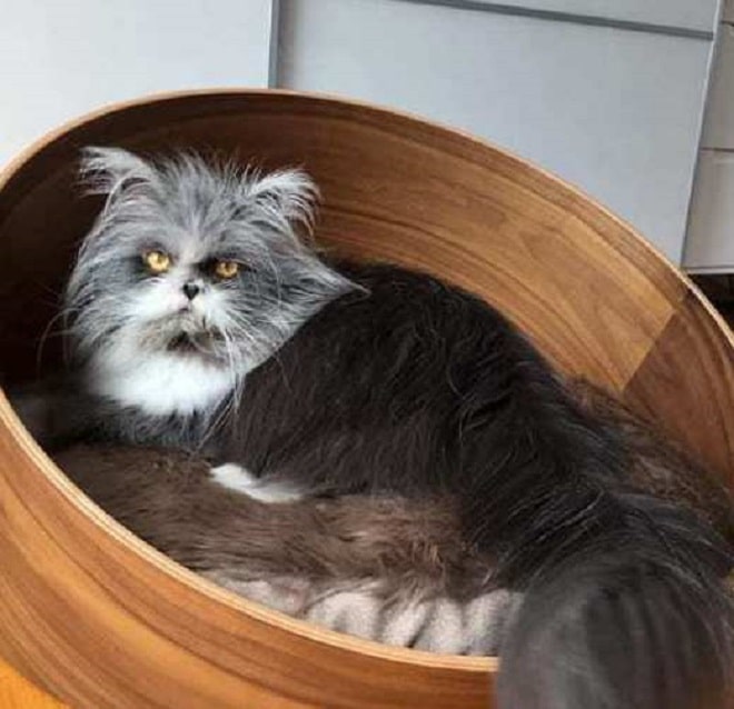 Кот в кроватке