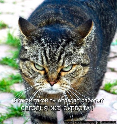 Свежая котоматрица для всех на выходные 