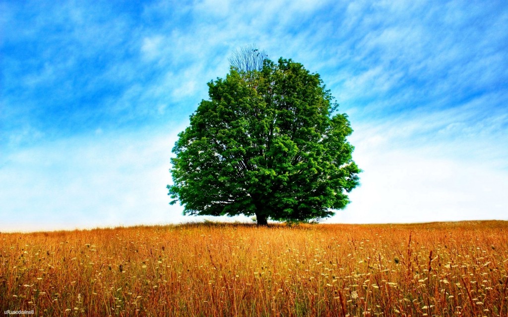 Erotische fotos hq tree downloads