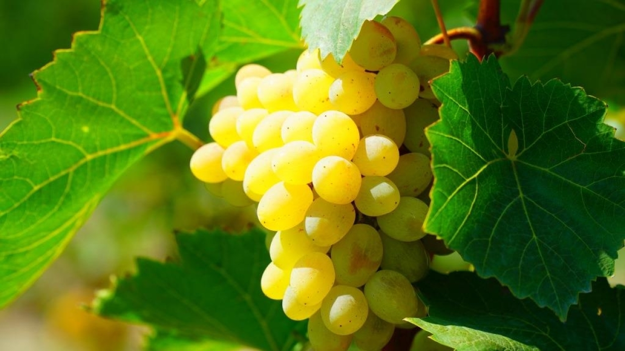 Рекордный урожай винограда в Дагестане не снизил спрос на ягоду