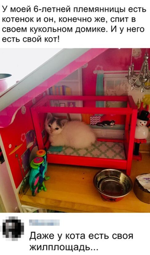 Первым, что бросилось Сереге в глаза, был кот. И последним демотиваторы,животные,позитив,Смешные животные,юмор