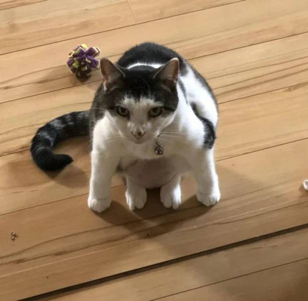 Делаю что хочу! Делаю что хочу!