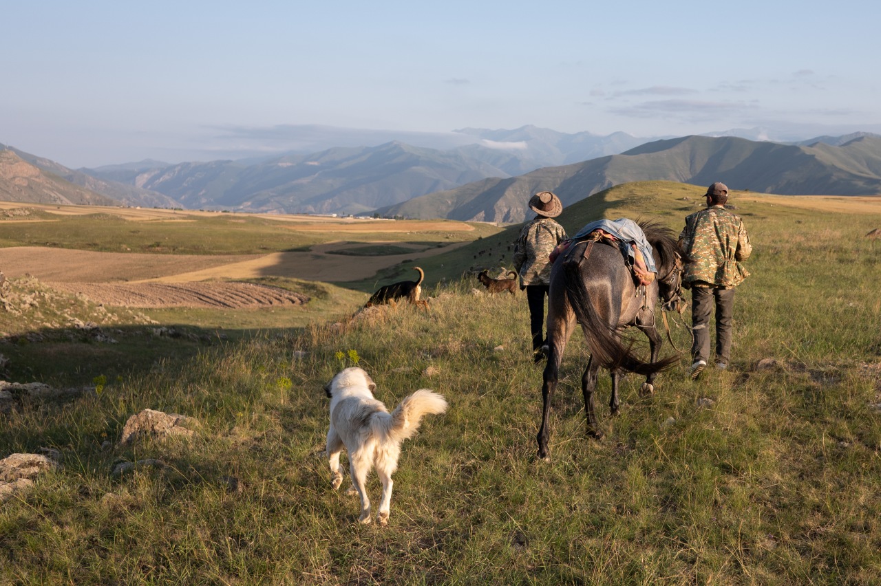 Ушёл за скотом и не вернулся: В горах Армении нашли тело пастуха
