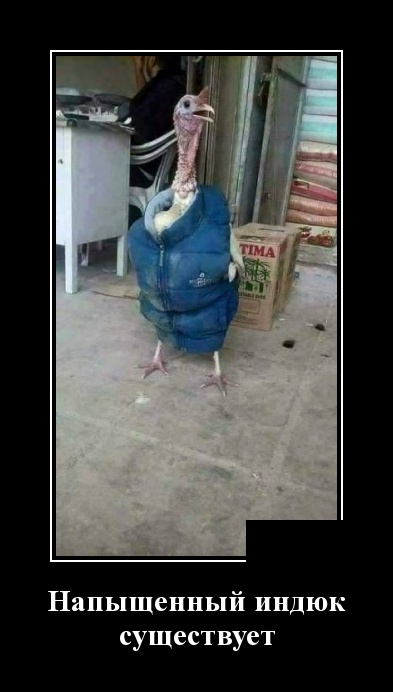 Самые новые демотиваторы (30 фото) демотиваторы