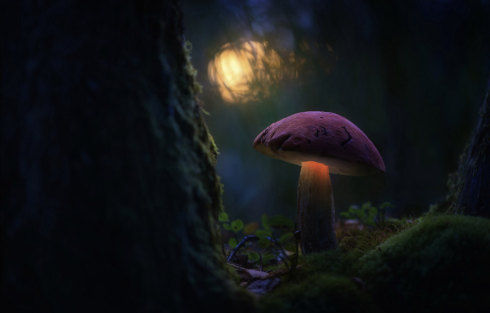 Волшебные светящиеся грибы
