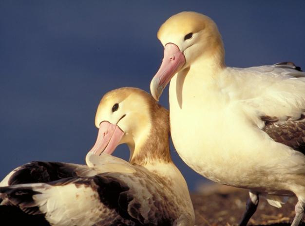 Где обитает в природе белоспинный альбатрос? Описание и фото птицы