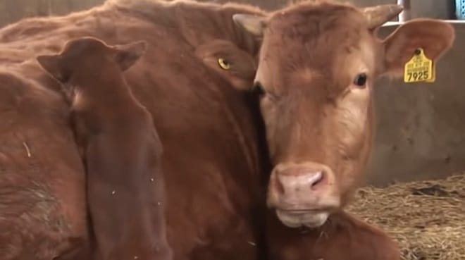 Разлука с подругой