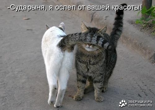 Смешные и забавные кошки Смешные и забавные кошки