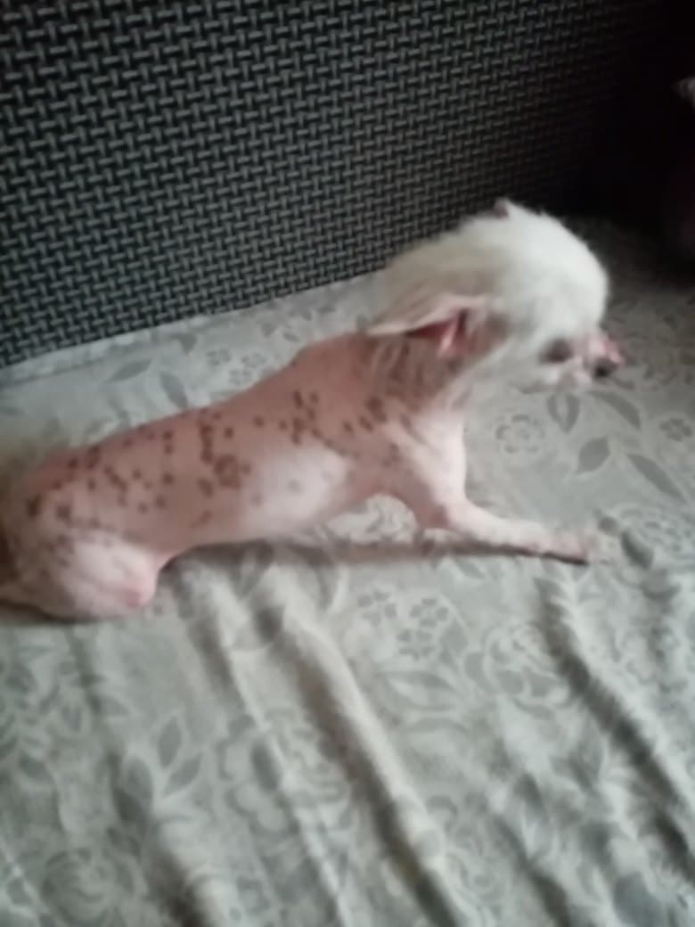 собака на кровати