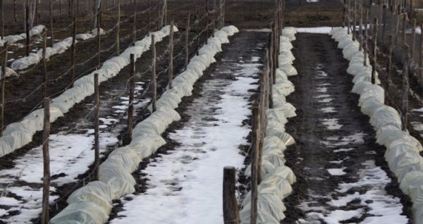 Советы по подготовке виноградника к зимовке от опытных садоводов советы