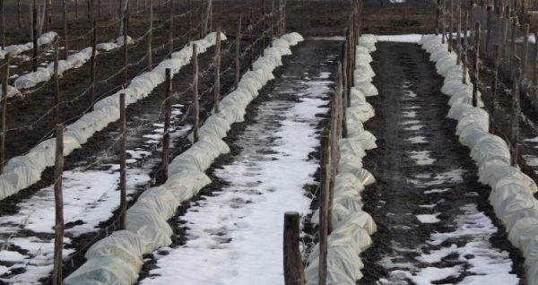 Советы по подготовке виноградника к зимовке от опытных садоводов винограда, нужно, укрытия, стоит, укрытие, использовать, случае, сказать, следует, ветки, Поэтому, сорта, действительно, достаточно, корни, поскольку, прикорневой, кустов, виноградных, необходимо