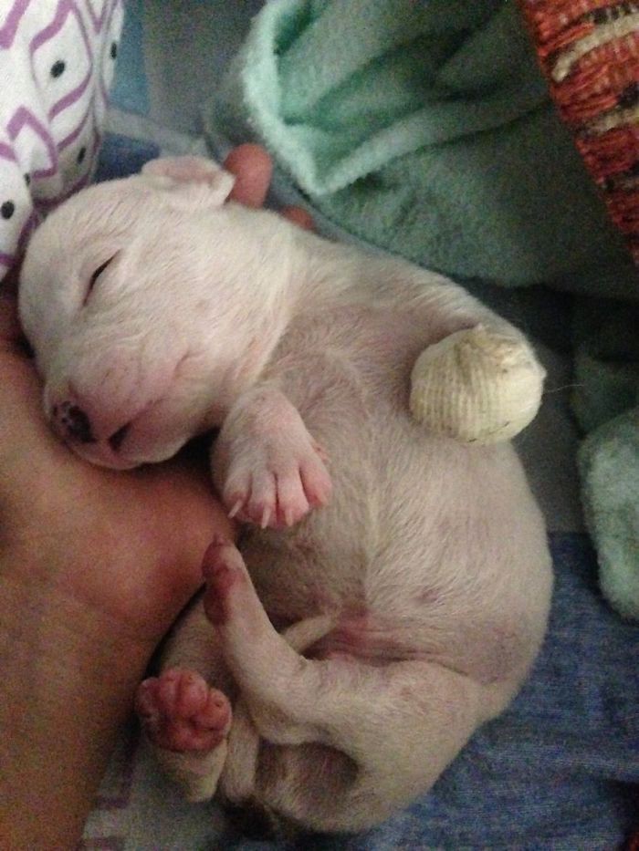 Николасу была всего неделя от роду кошки, питбуль, щенок