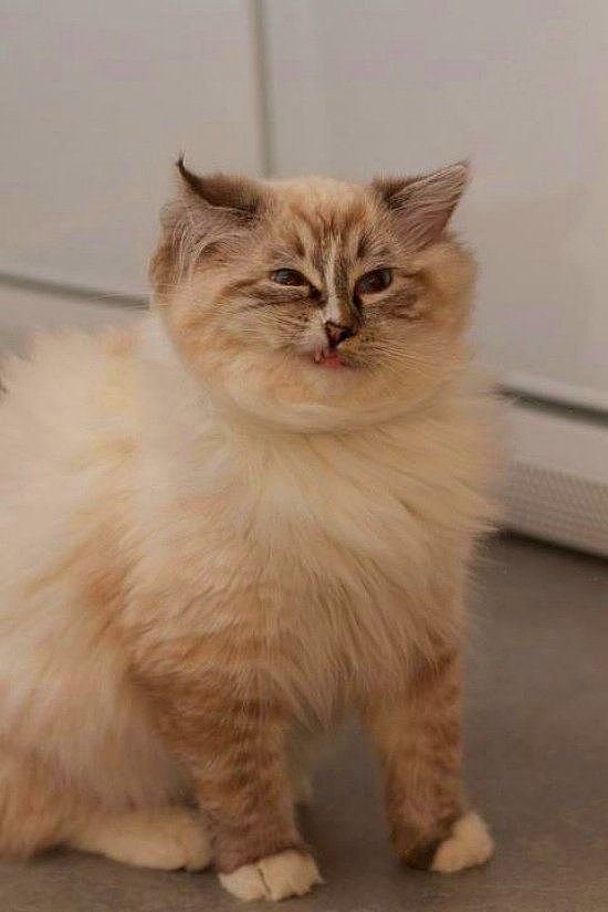 НЕфотогеничные кошки... Да, да, и такие бывают!