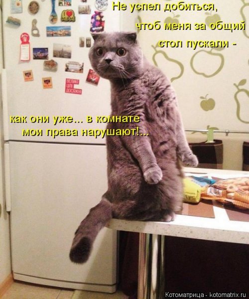 Свежая котоматрица для всех Свежая котоматрица для всех смешные картинки