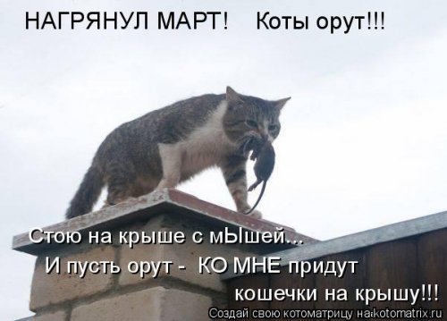 Свежая котоматрица для всех  смешные картинки