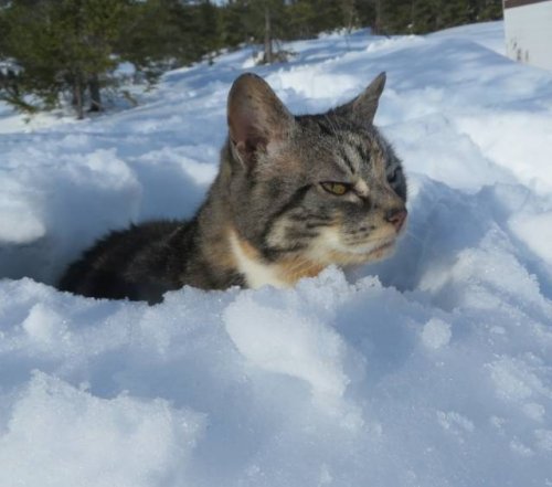 Зима и кошки Зима и кошки