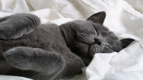 Что делать если ваш кот окончательно перебрался спать к вам в кровать Что делать если ваш кот окончательно перебрался спать к вам в кровать не всё так грустно