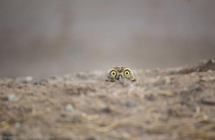 Самые смешные фотографии дикой природы 2018, Comedy Wildlife Photo Awards