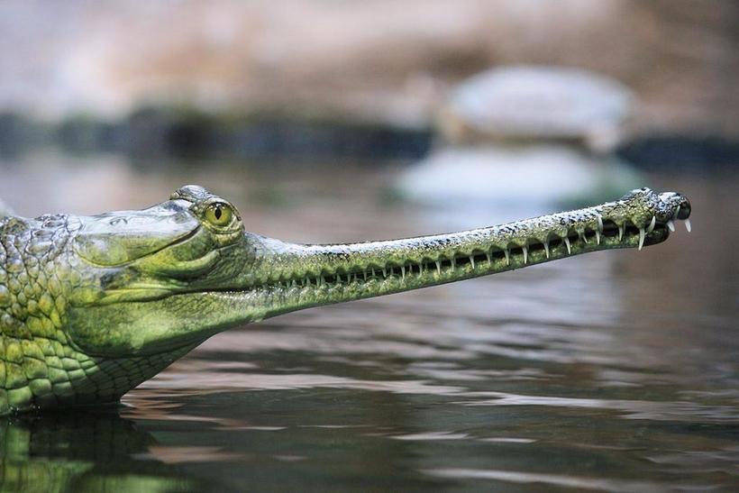 16 самых необычных животных нашей планеты, которых могла придумать только природа
