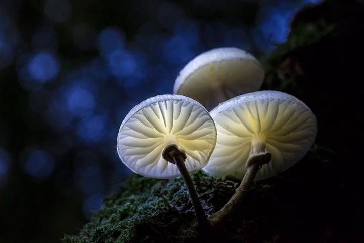 Мистический мир грибов в фотографиях грибы, фото