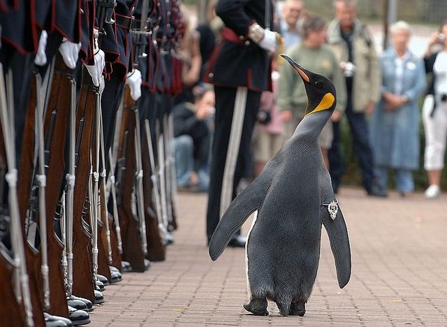 Сэр Нильс Улаф — королевский пингвин, являющийся талисманом норвежской королевской гвардии. Носит звание полковник, в 2008 году посвящён в рыцари история, картинки, фото