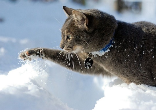 marvelous_cats_having_a_blast_in_the_snow_640_09