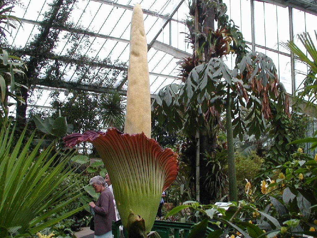 Самый крупный цветкок - аморфофаллус . интересное, природа, растения, цветы