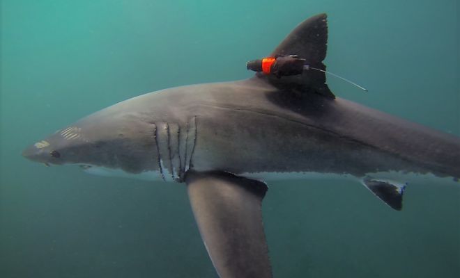 На акулу поставили датчик, но на глубине сигнал прервался. Океанологи предполагают, что ее встретило более крупное существо