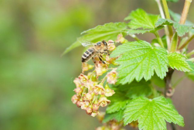 5 секретов небывалого урожая смородины 5 секретов небывалого урожая смородины садоводство,смородина