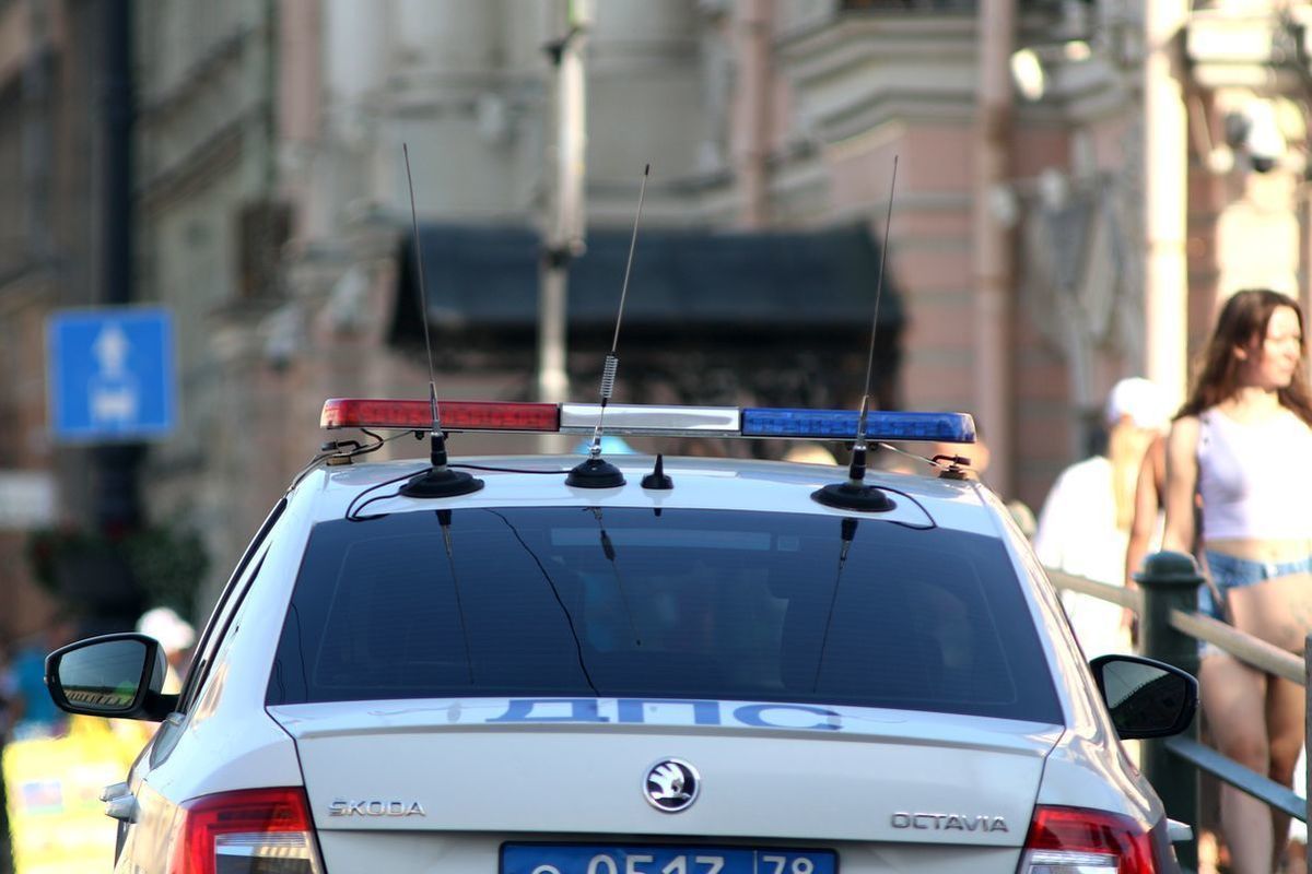 Раскрыта судьба баранов, обнаруженных в автомобиле каршеринга в Петербурге
