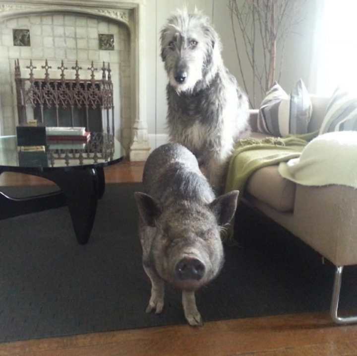 мужчина забирает из приюта старых собак