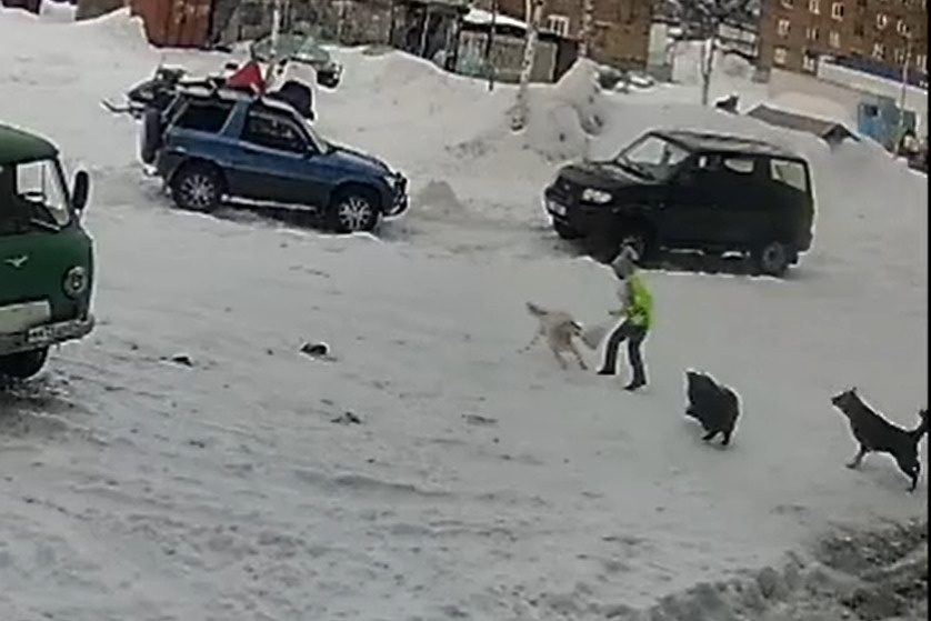На севере Красноярского края стая собак напала на девочку на улице