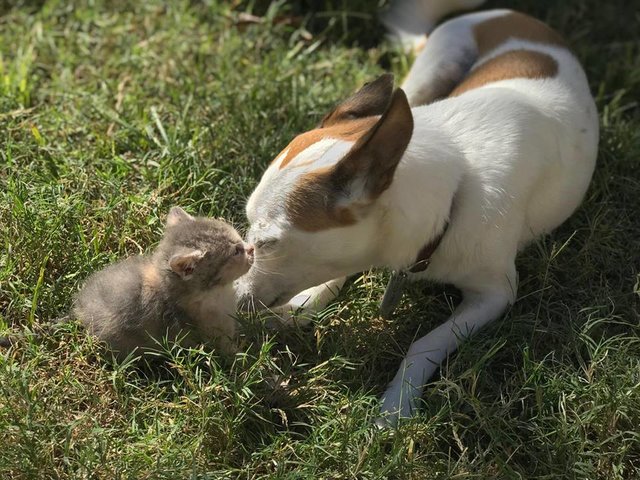 Любящая собака выкормила девятерых чужих щенков и котенка впридачу