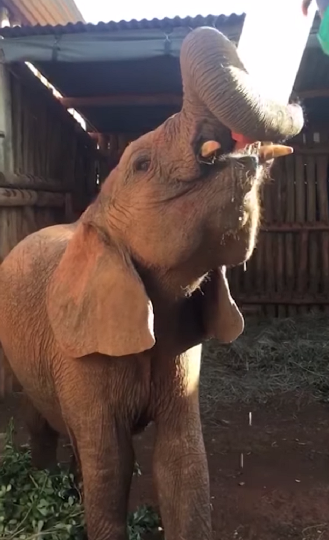 Осиротевшим слонятам доказали, что не все люди жестоки природа