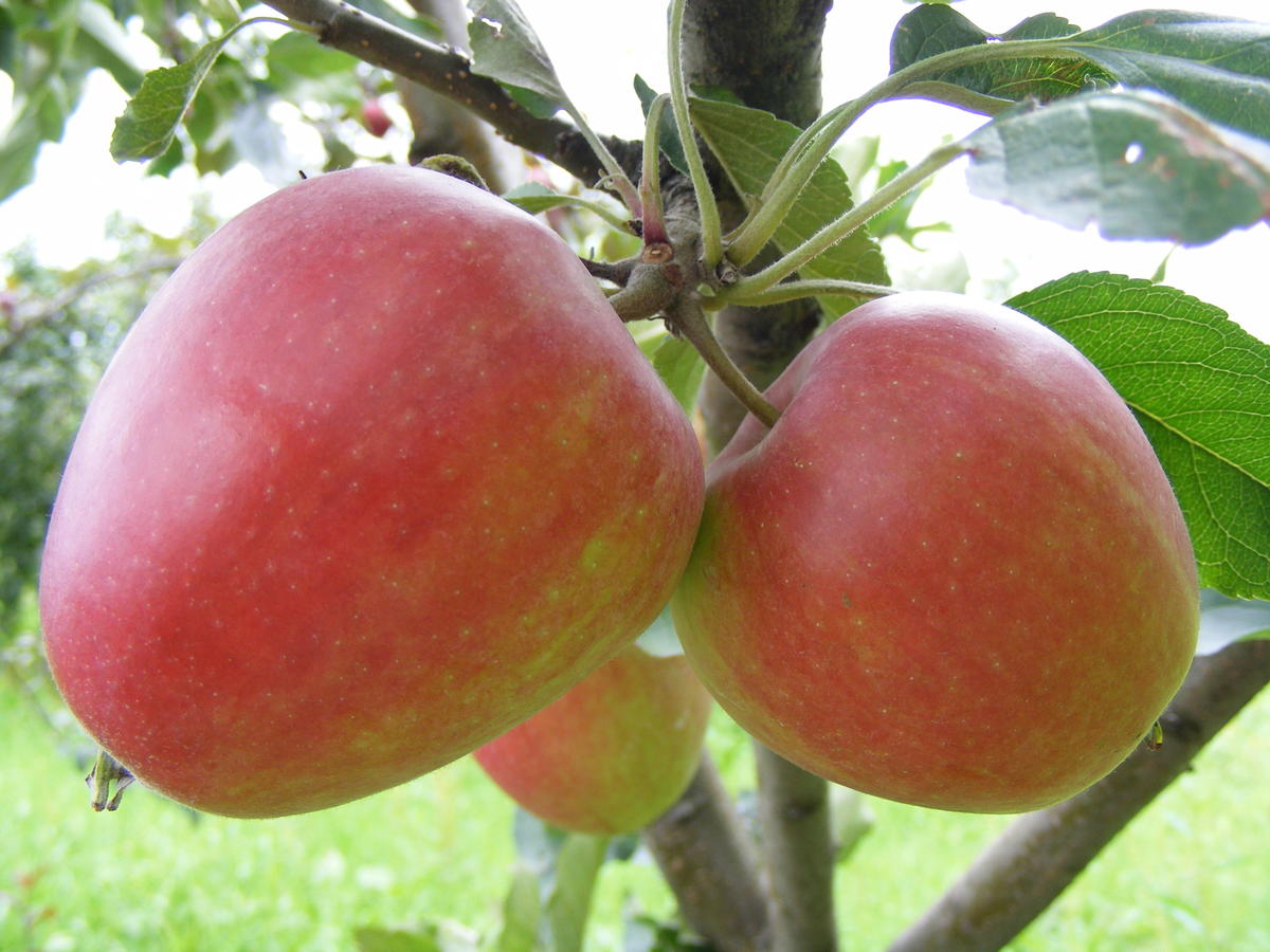 Сорт яблони устойчивый к болезням. Яблоня устойчивая. Яблоня замечательная устойчивость к парше. Некрасивые яблоки с дерева. Яблоня устойчивое фото.