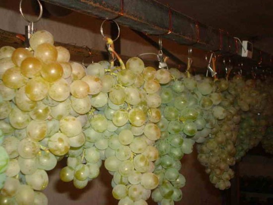 Хранение гроздей в подвешенном состоянии