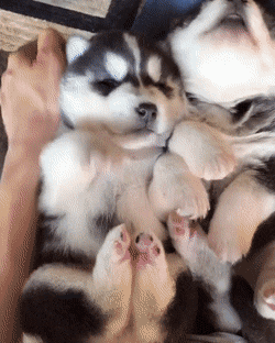 Анимированные приколюхи. Веселье на целый день! смешные картинки