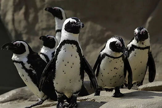 Как пингвины узнают друг друга