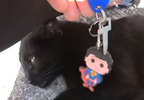 Кошка смогла достать ключи, до которых не могла добраться женщина
