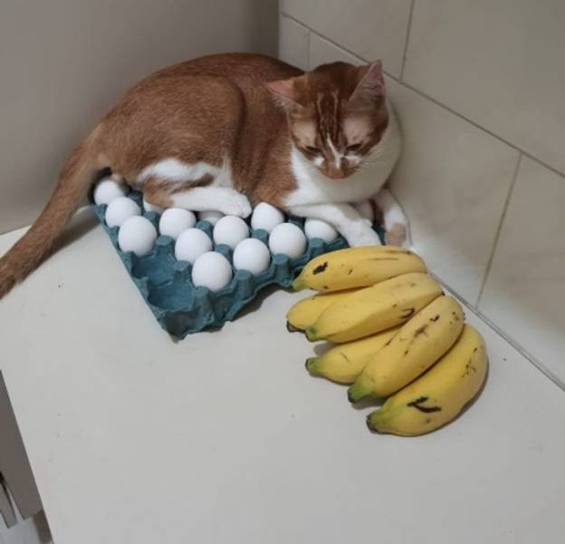 Делаю что хочу! Делаю что хочу!