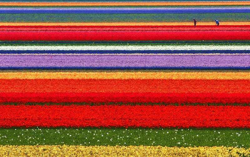 Апрель-май идеальное время для посещения Голландии, когда цветут поля тюльпанов коммерческого назначения великоление, красота, природа, путешествия, цветочные туры