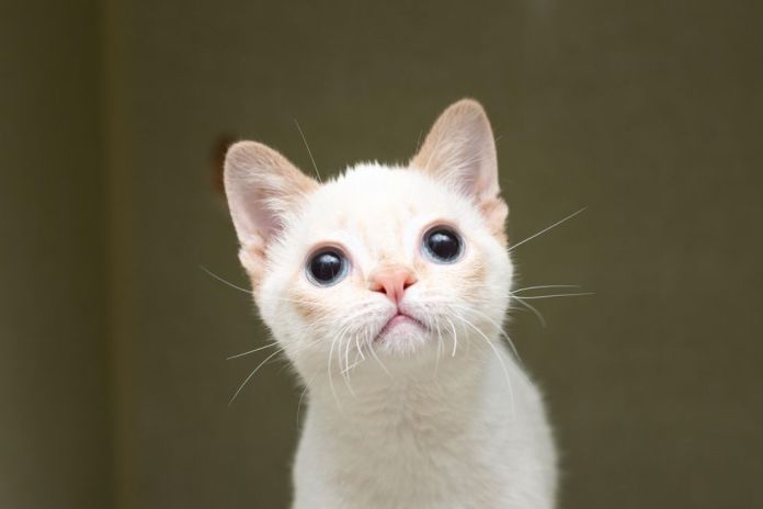 Без кота и жизнь не та