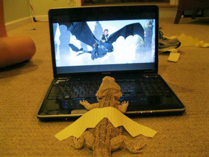 забавные фото про то что мечты сбываются 