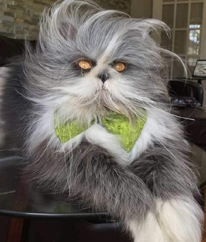 Растрепанный кот