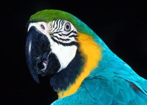 Попугай — яркая экзотическая птица. Сколько видов попугаев существует в мире?