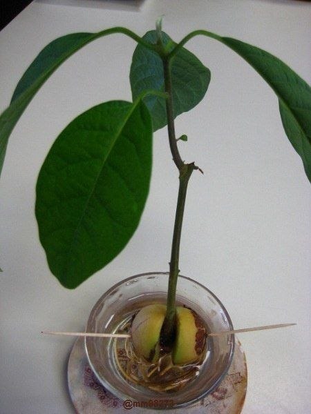 Выращиваем авокадо из косточки