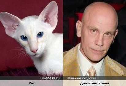 Кошки похожи на своих хозяев