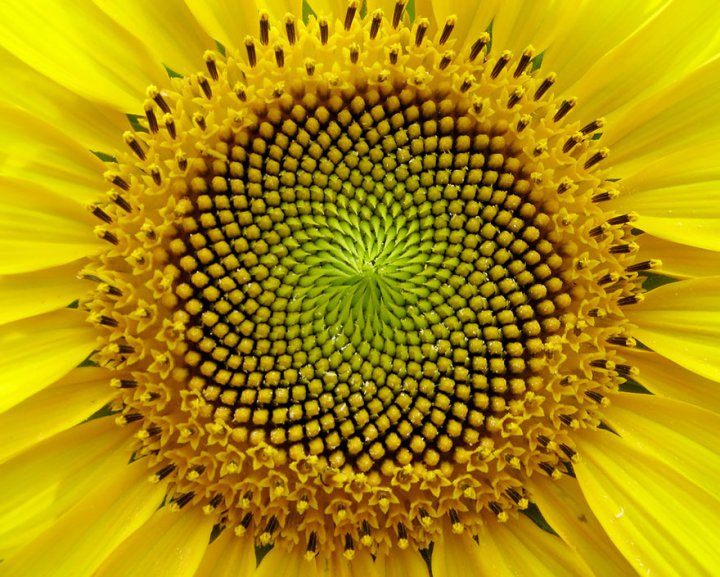 Геометрия в природе: 18 потрясающих растений, которые гипнотизируют с первого взгляда